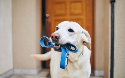 Tenencia responsable de mascotas