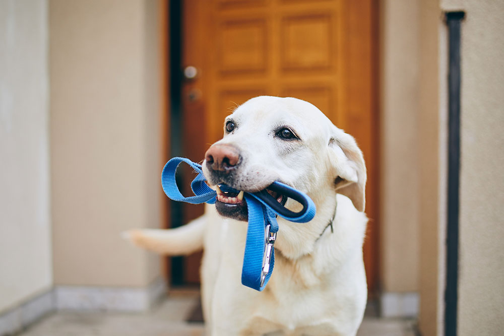 Tenencia responsable de mascotas